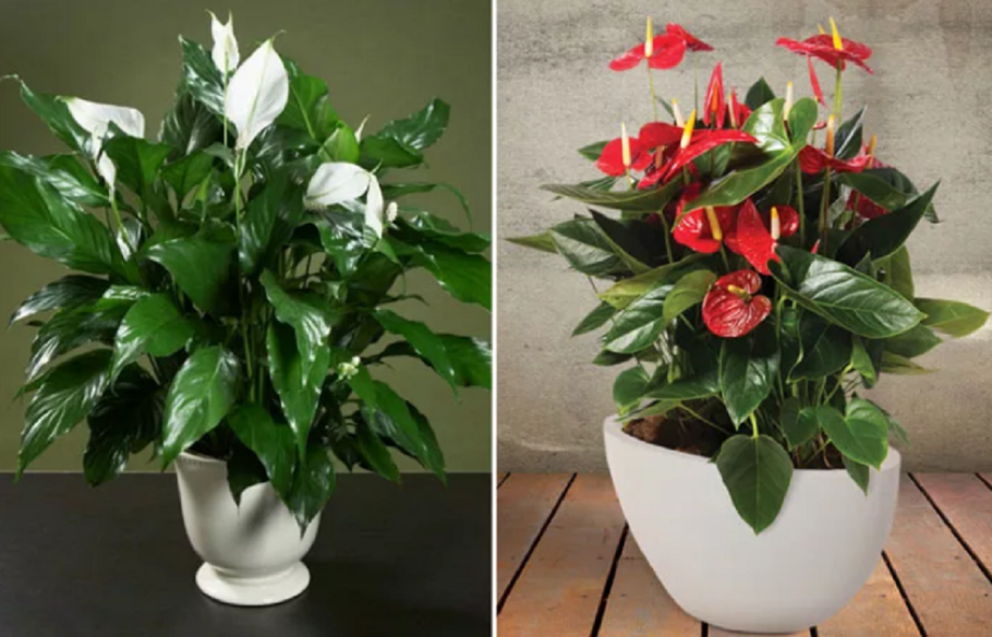 Диффенбахия Vesuvius