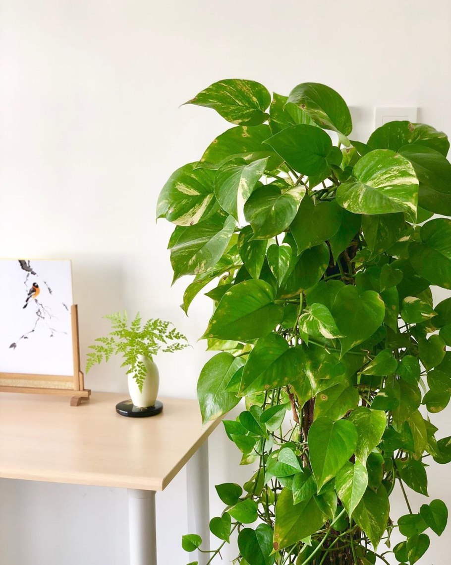 Мужегон сциндапсус