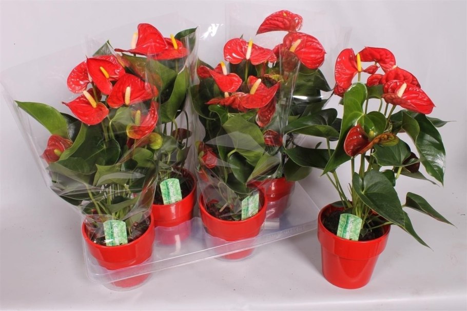 Цветок семейного счастья и благополучия