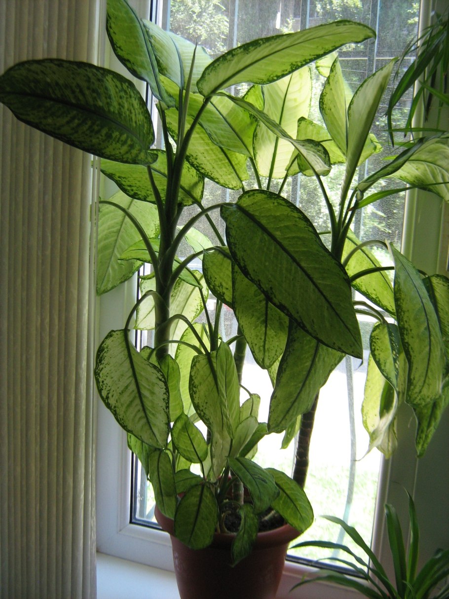 Диффенбахия Rudolph Roehrs