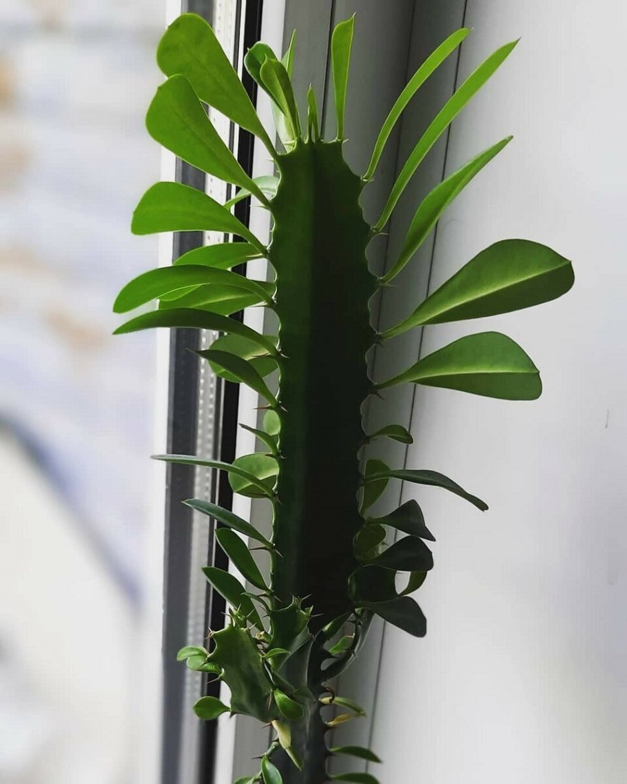 Фикус молочай