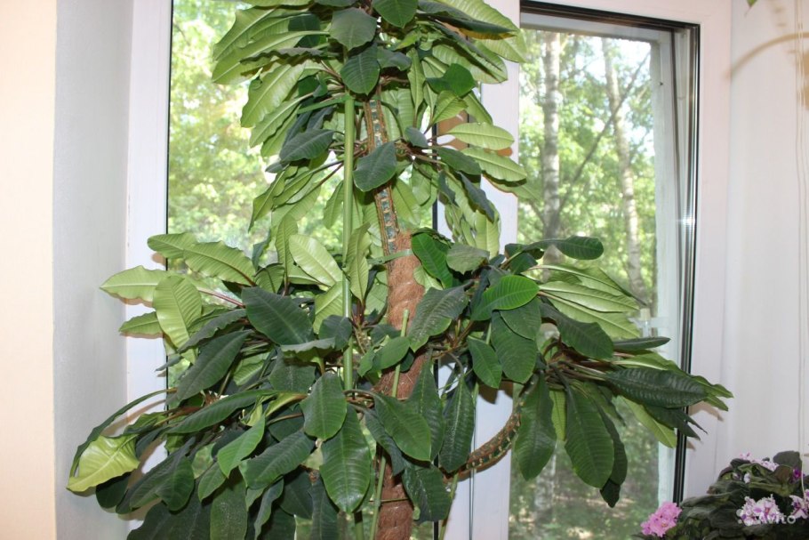 Молочай беложильчатый