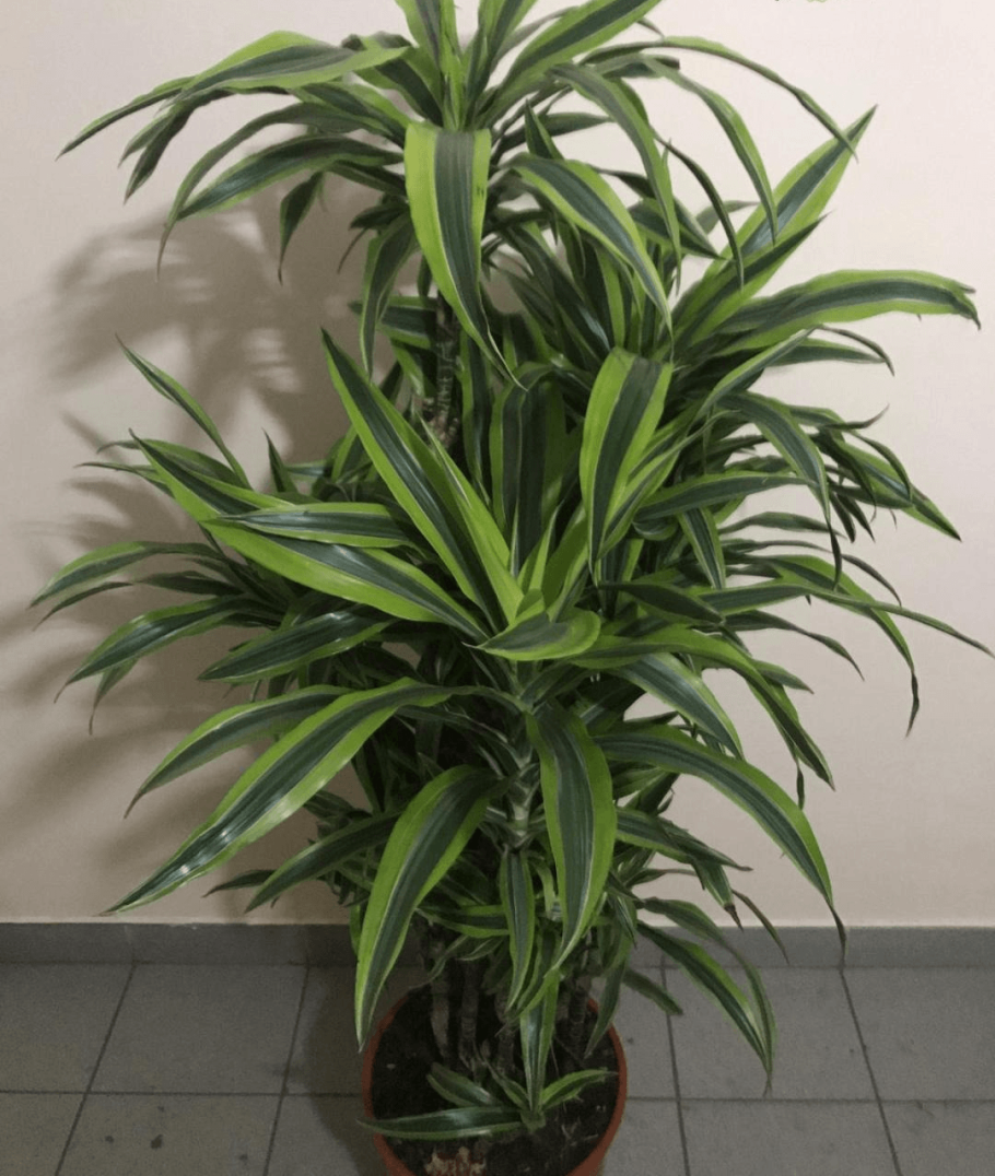 Драцена Родина