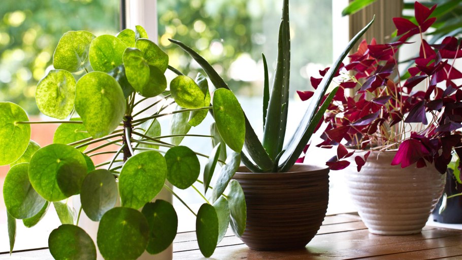 Домашнее растение