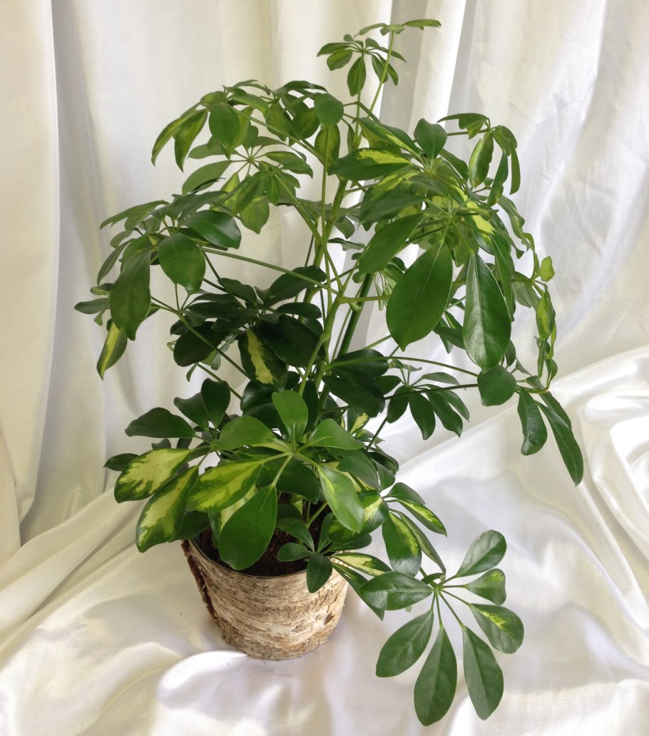 Шеффлера Герда