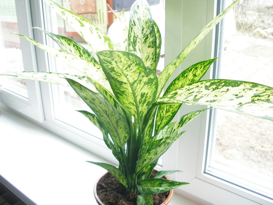 Цветок мужегон Диффенбахия