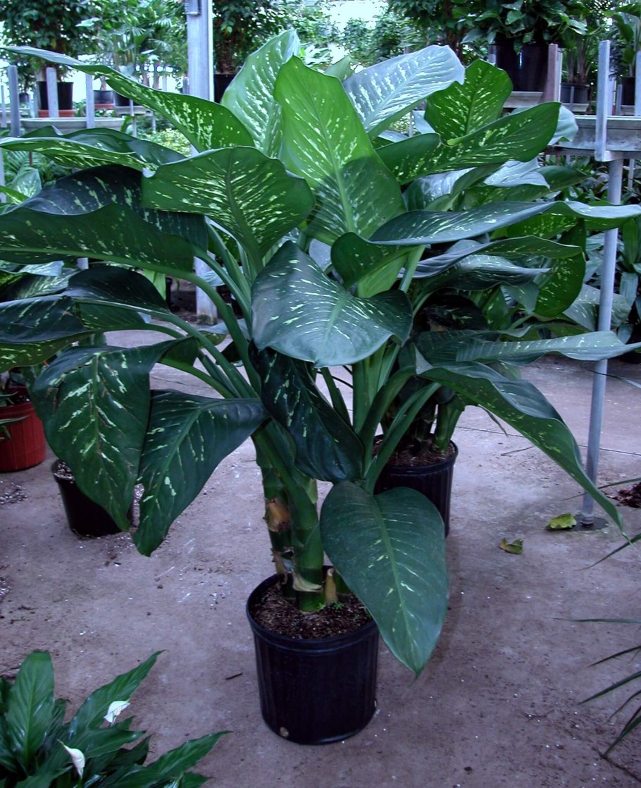 Самые аллергичны домашние цветы