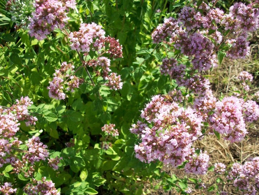 Душица обыкновенная (Origanum vulgare)