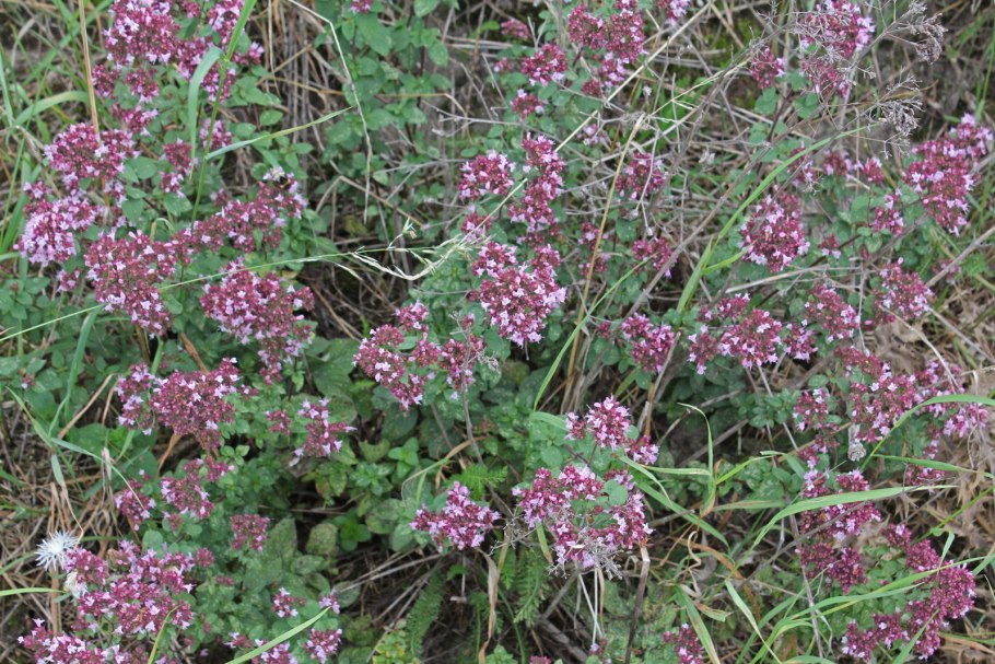 Тимьян ползучий (Thymus serpyllum)