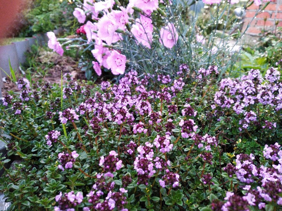 Тимьян (Thymus)