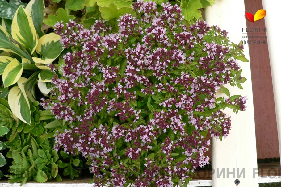 Ориганум Origanum laevigatum Herrenhausen