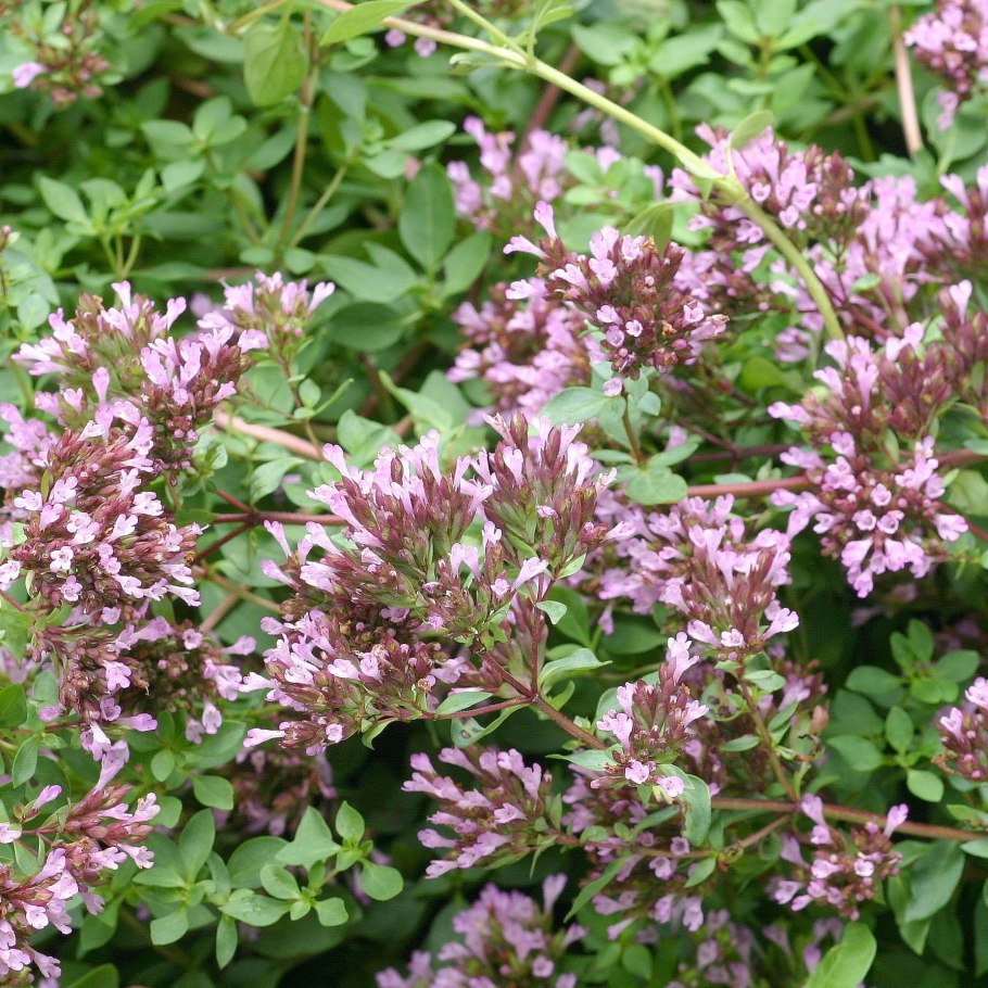 Тимьян ползучий (Thymus serpyllum)