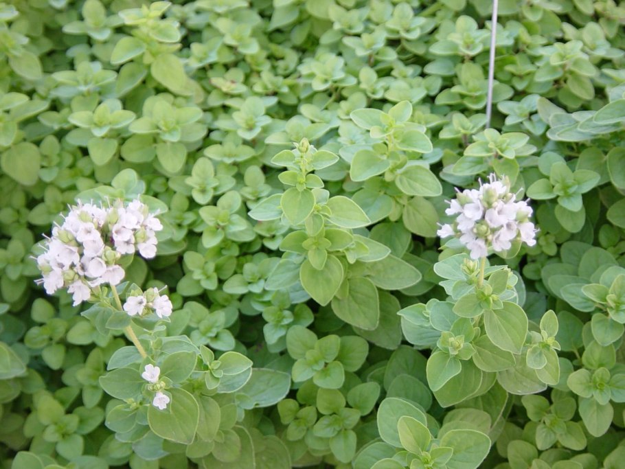 Тимьян ползучий (Thymus serpyllum 'Magic Carpet')