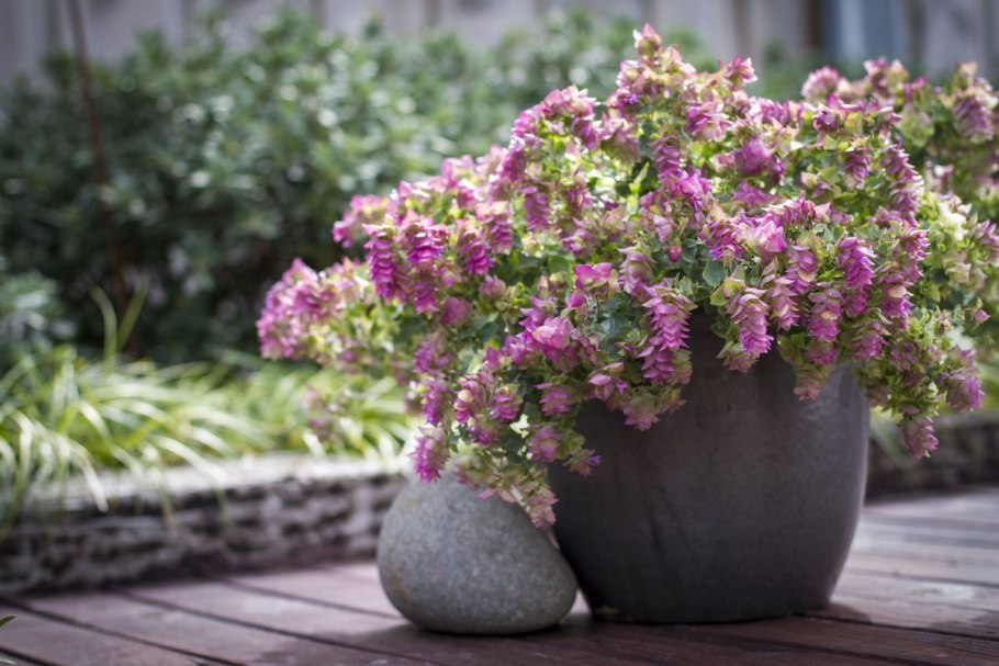 Origanum Majorana (майоран)