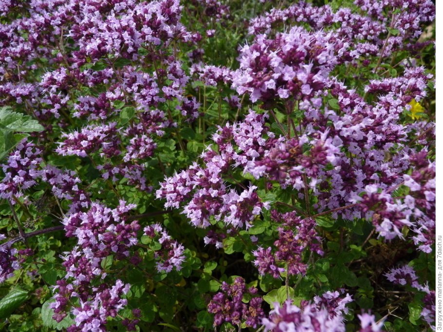 Душица обыкновенная Origanum vulgare сырье