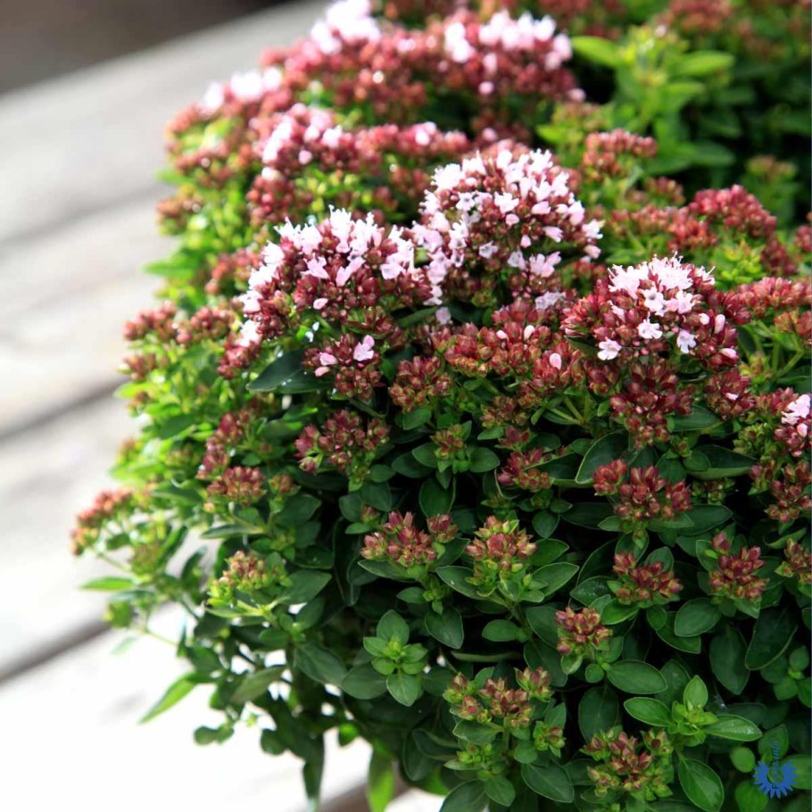 Душица Origanum Kent Beauty