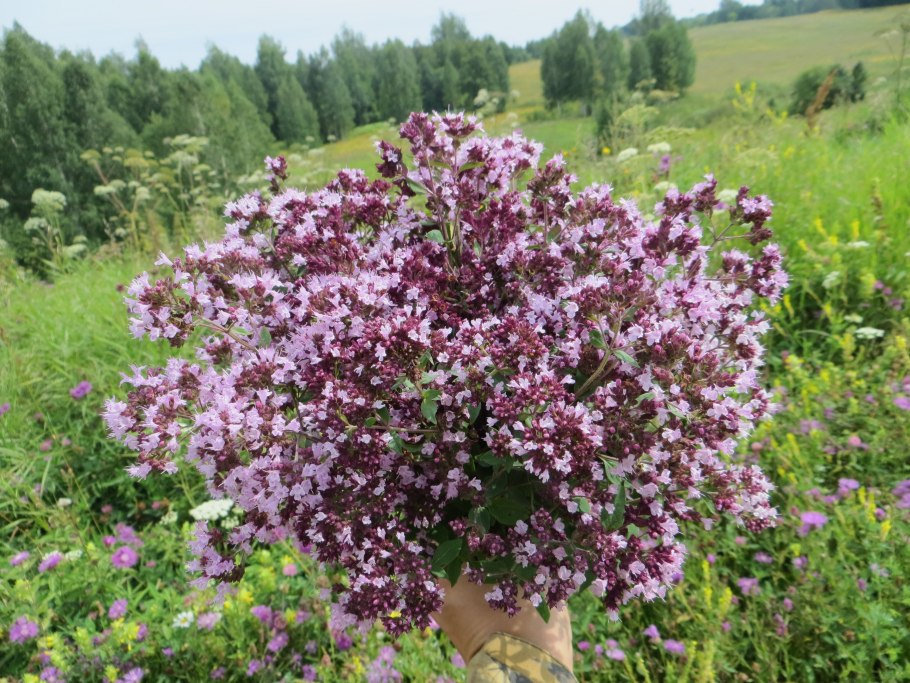 Душица обыкновенная лат