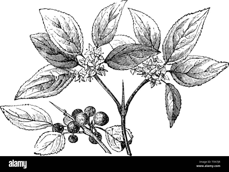 Крушина ольховидная на белом фоне