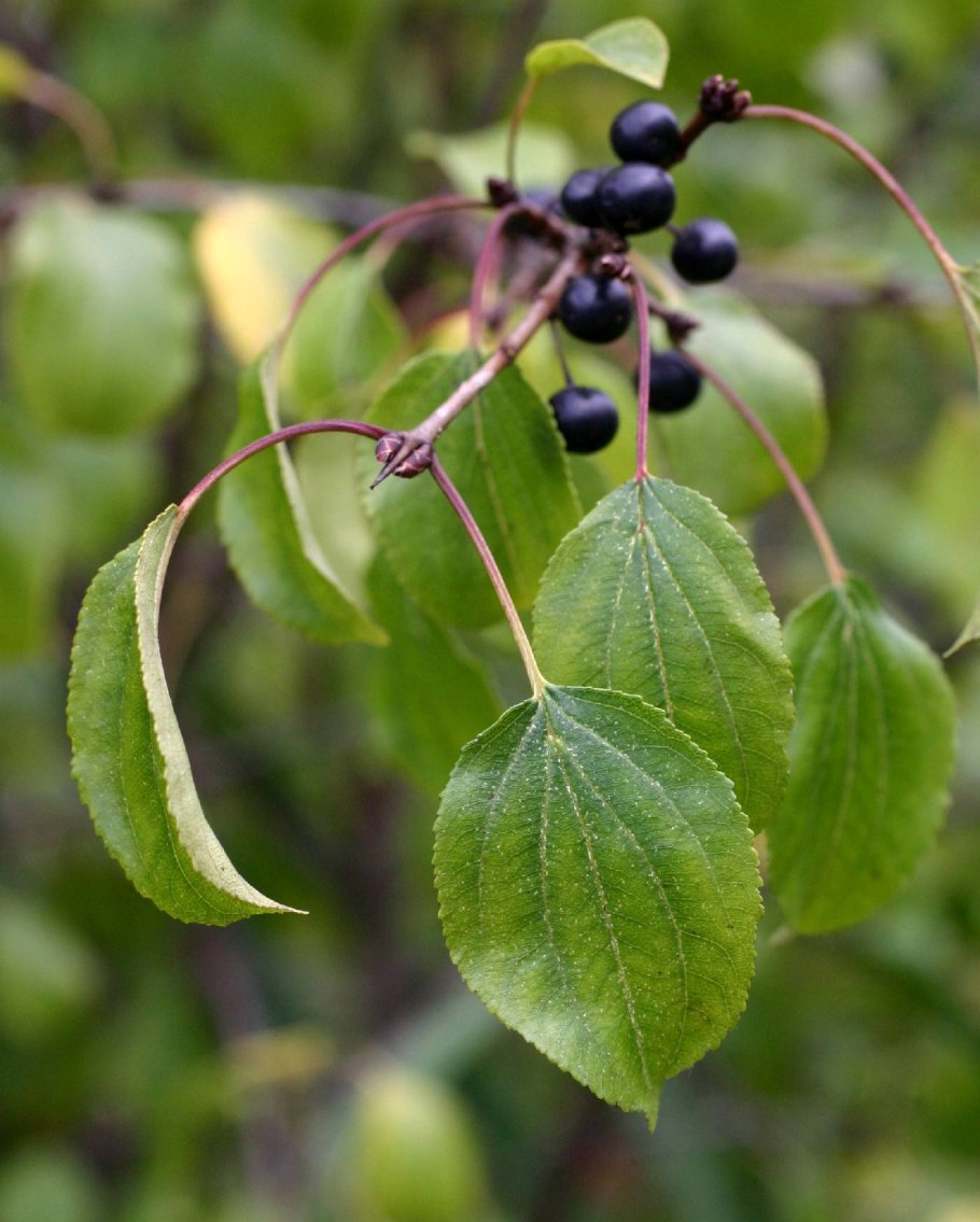Крушина слабительная (Rhamnus cathartica)
