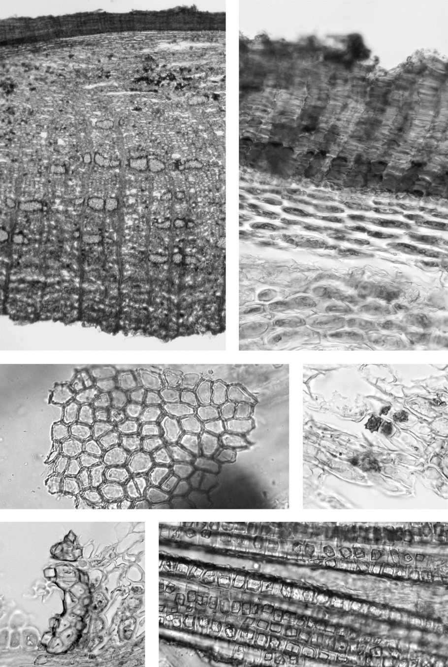 Красногорсклексредства листья ФАРМАЦВЕТ подорожника большого 50 г
