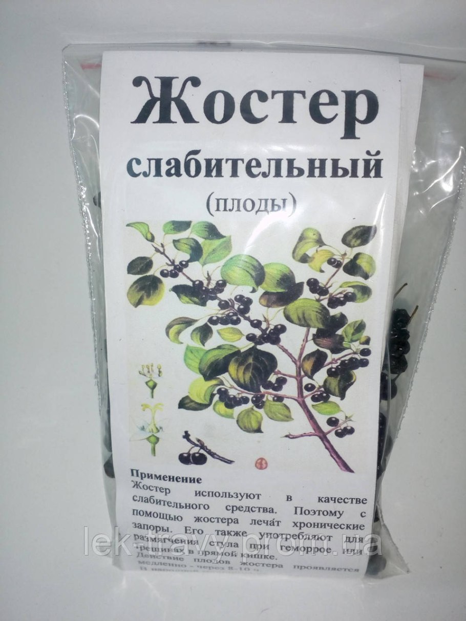 Крушина ольховидная ботаника