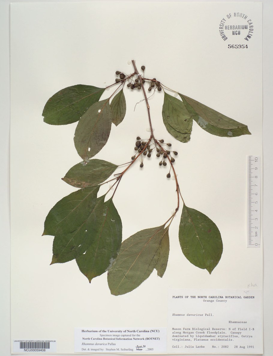 Крушина кора 50г