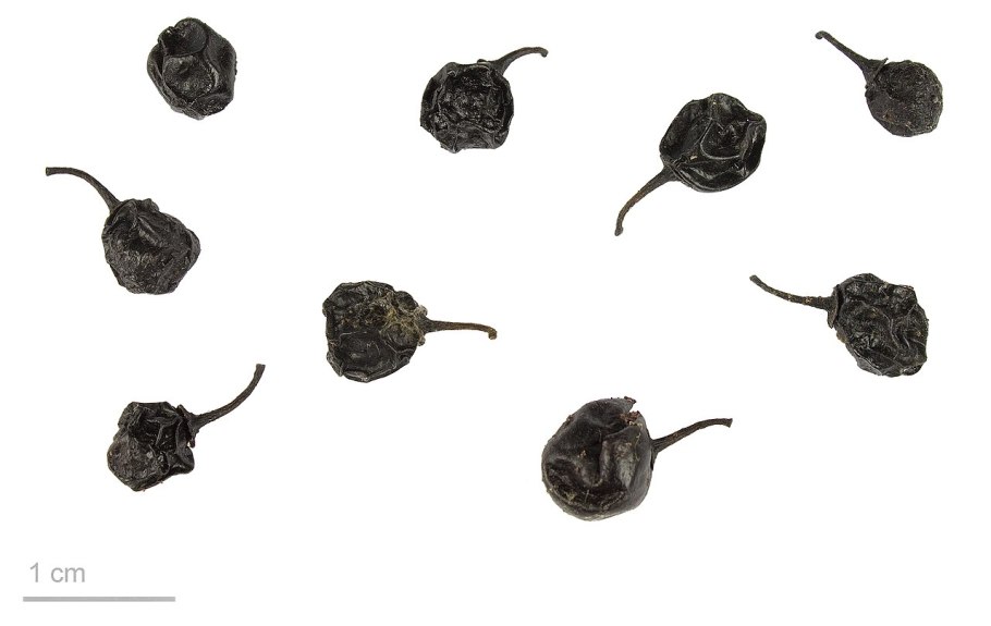 Красногорсклексредства листья ФАРМАЦВЕТ сенны 50 г