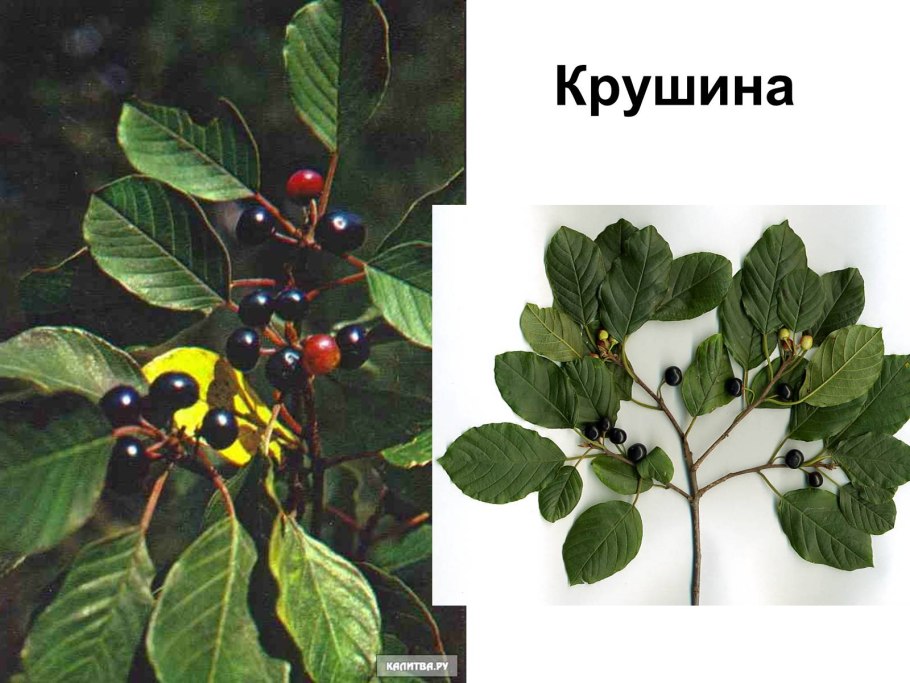 Крушина ольховидная кустарник