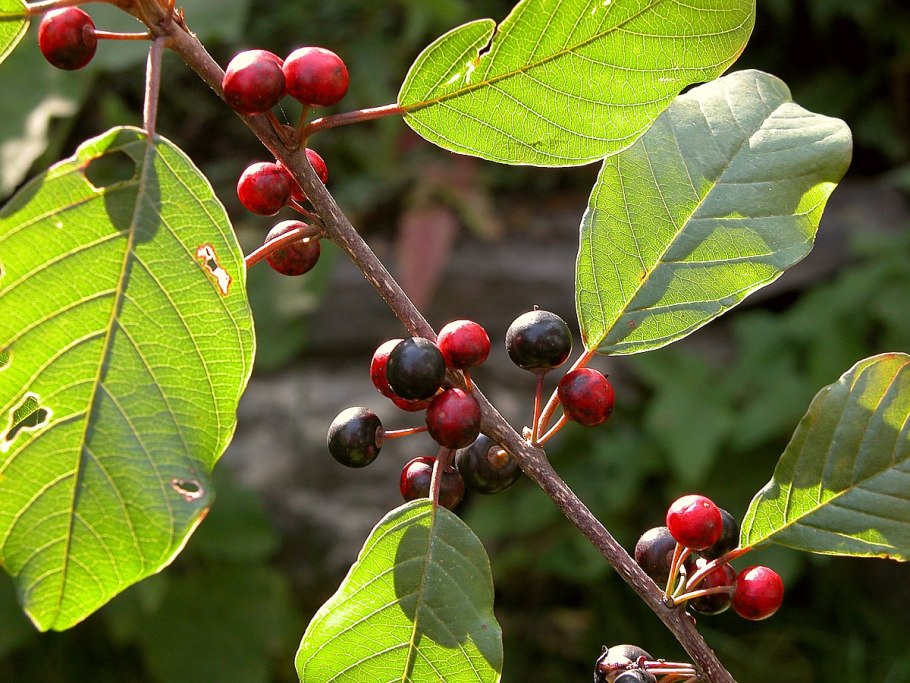 Черемуха обыкновенная Ботаническая карточка