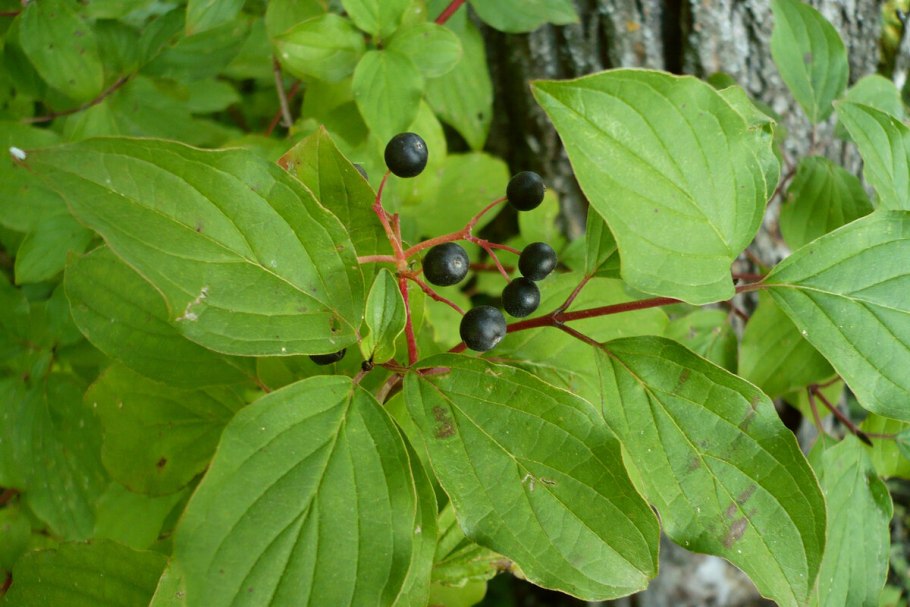 Крушина слабительная (Rhamnus cathartica)