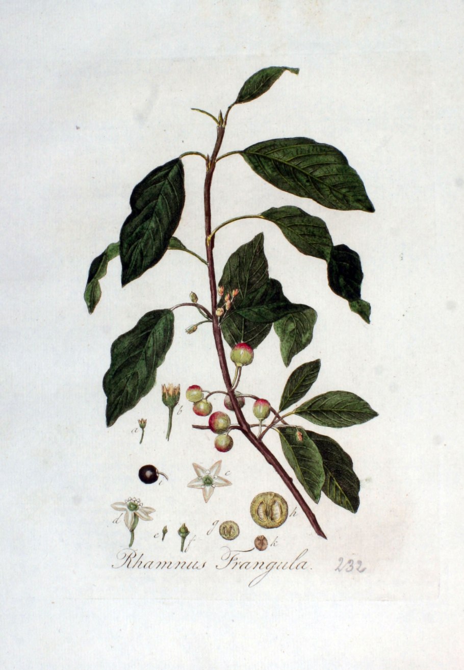 Жостер слабительный (Rhamnus cathartica)