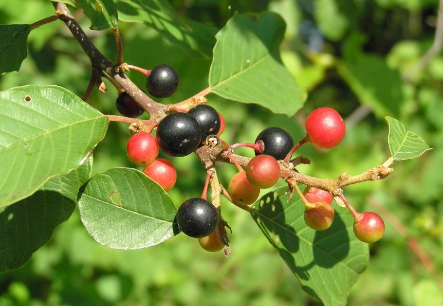 Крушина кора, ф/пак 1.5г №20