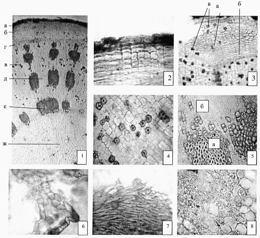 Крушина Крымская