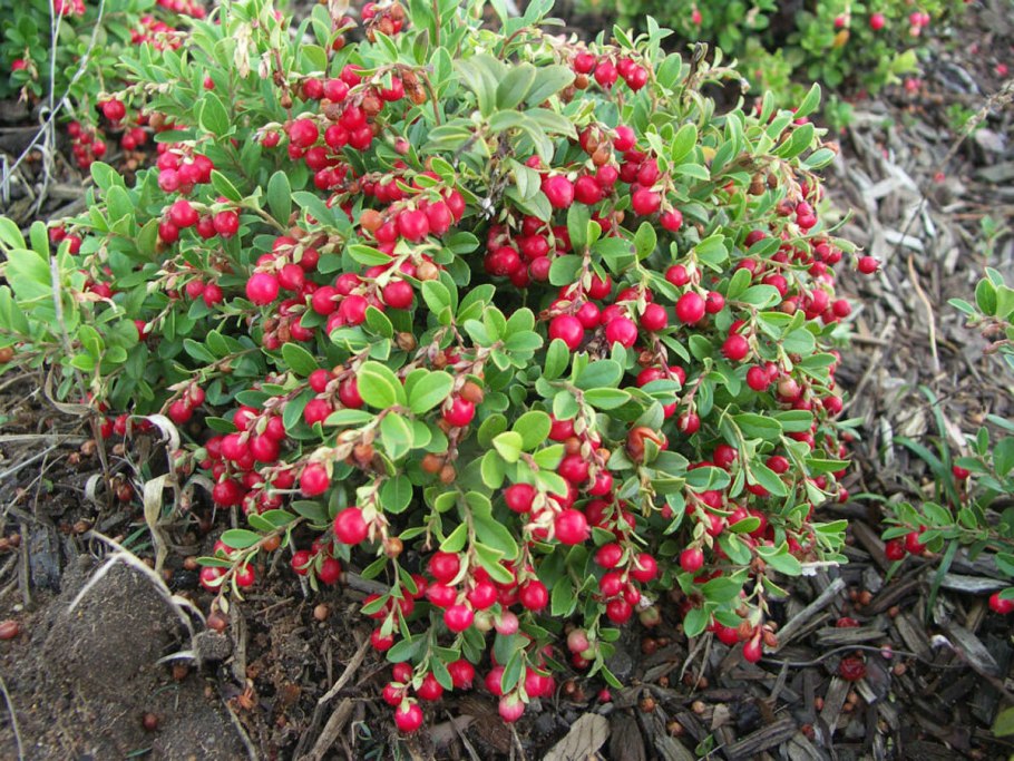 Клюква Садовая