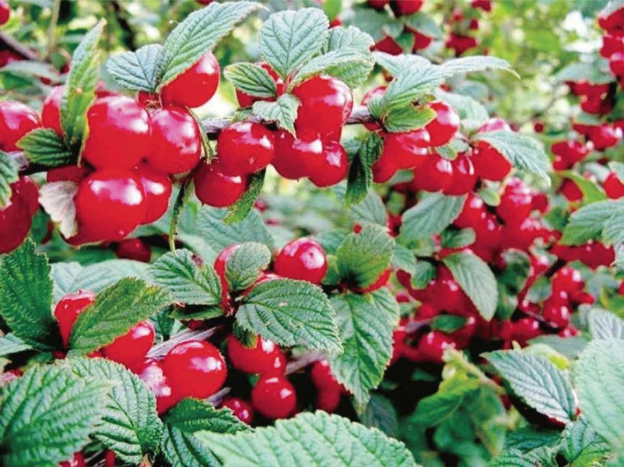 Вишня войлочная томентоза