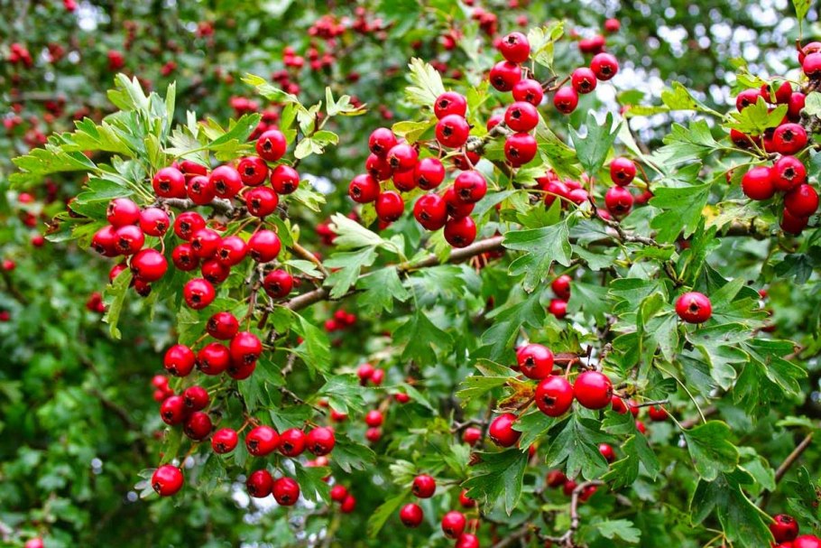 Боярышник Арнольда Crataegus arnoldiana