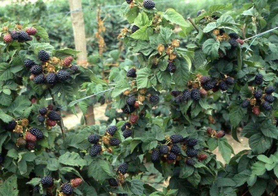 Ежевика бесшипная Бжезина