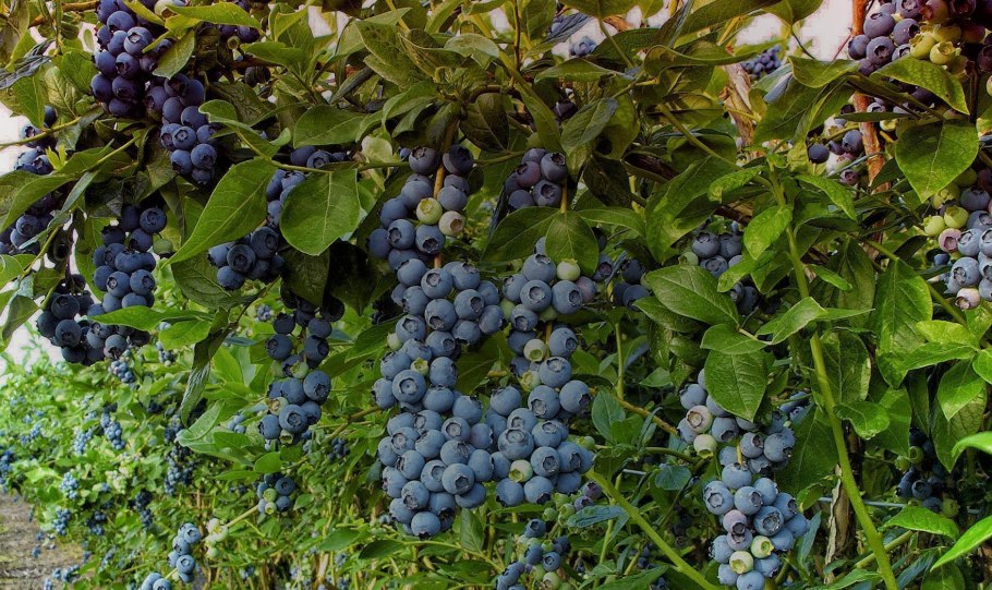 Голубика высокорослая Блюкроп