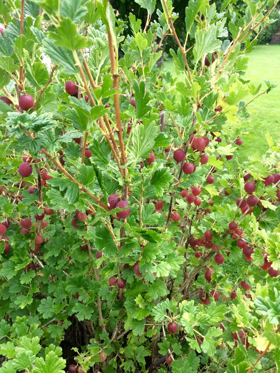 Крыжовник куст