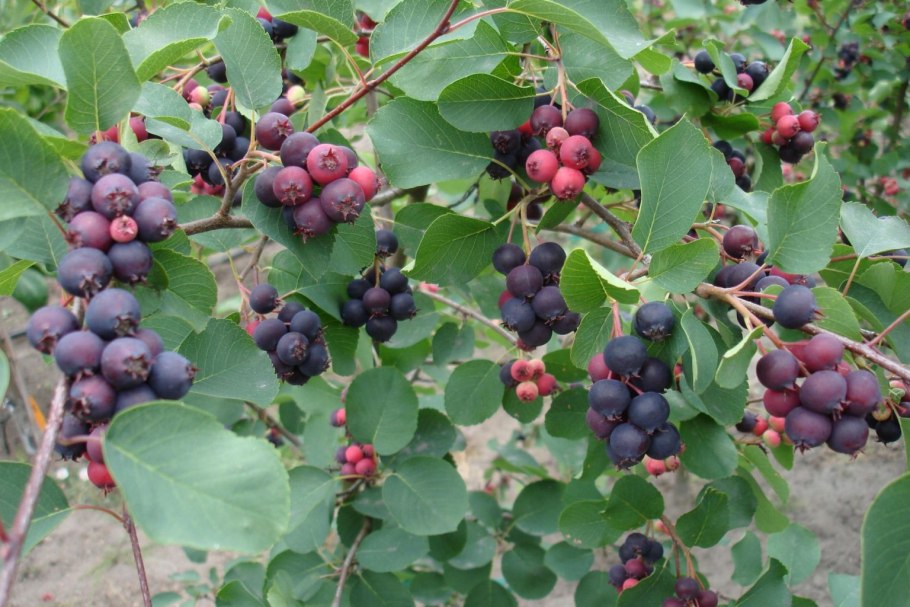 Ирга ольхолистная Amelanchier alnifolia