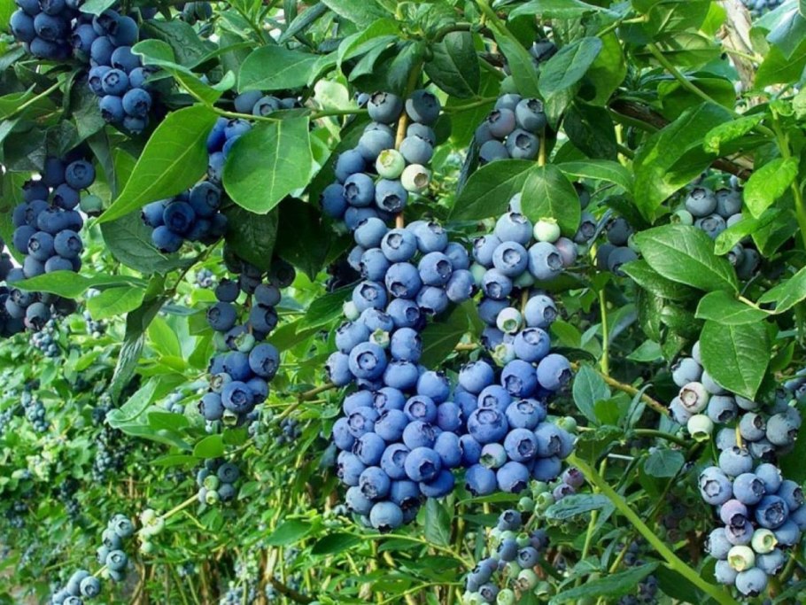 Голубика Патриот