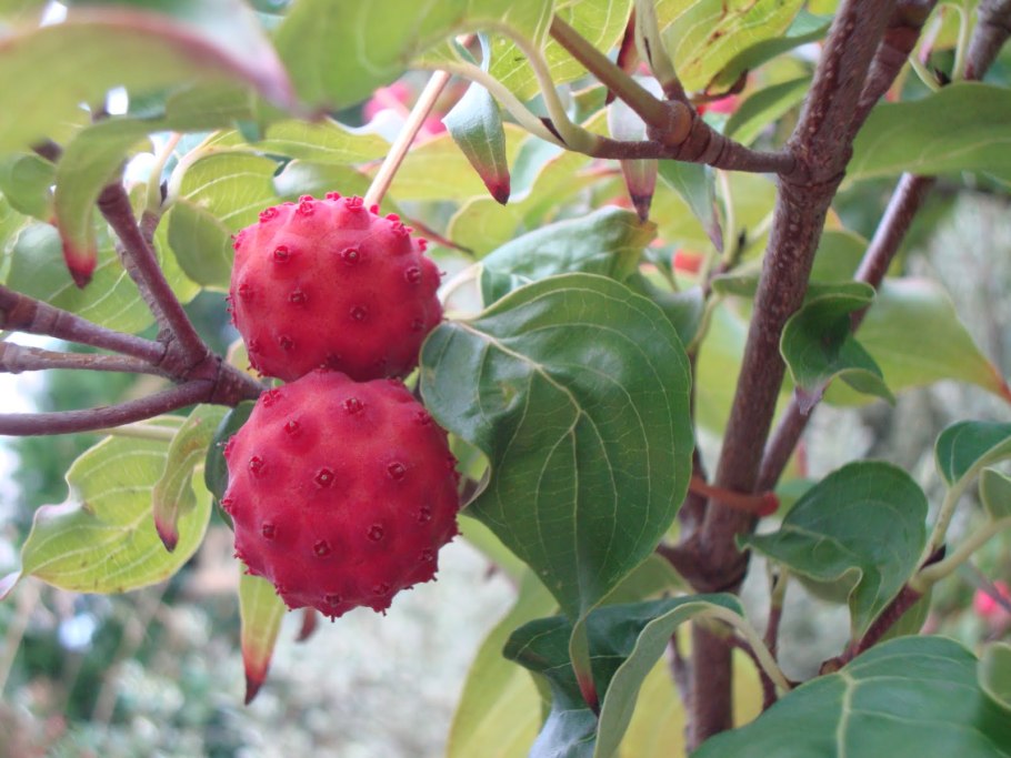 Кустарник с красными плодами