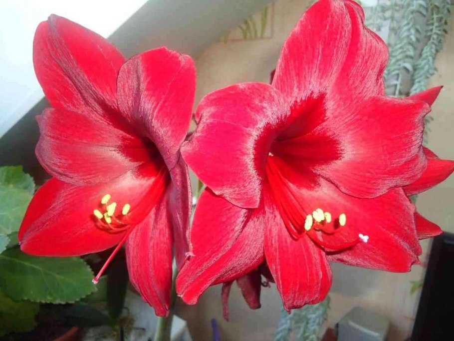 Сорт 'Calimero' гиппеаструм