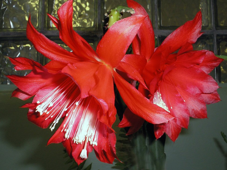 Цветок петушок комнатный