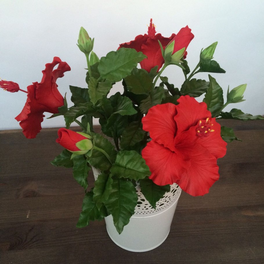 Гибискус комнатный
