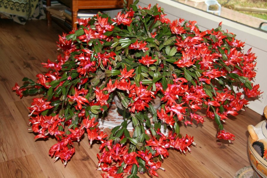 Кактус рождественник (декабрист)