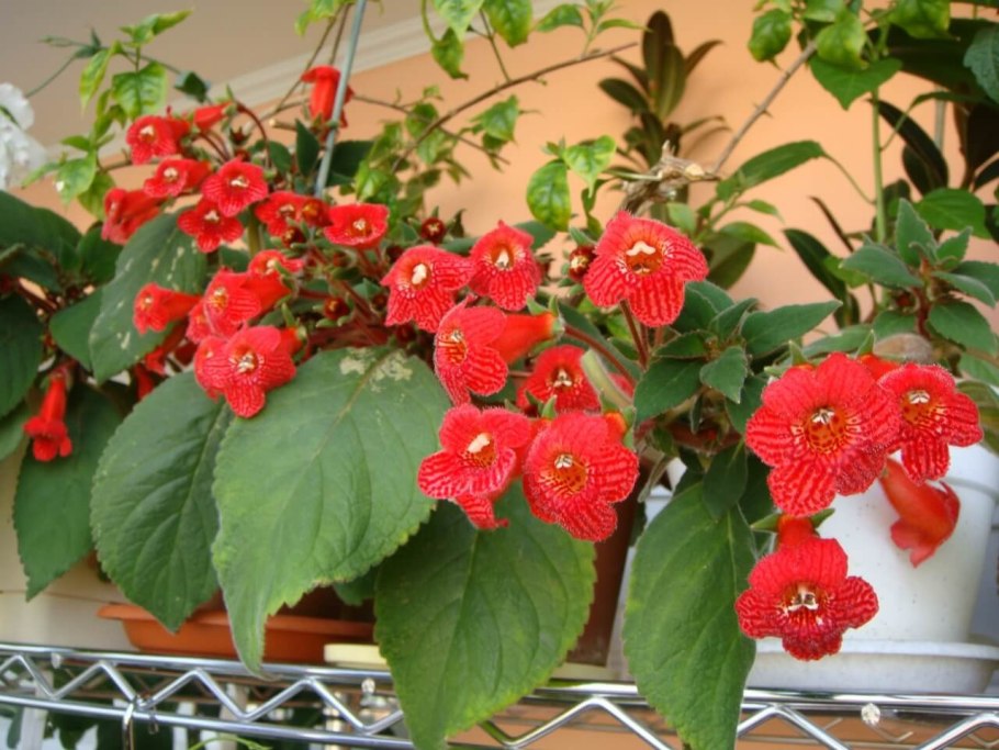 Колерия красная цветок