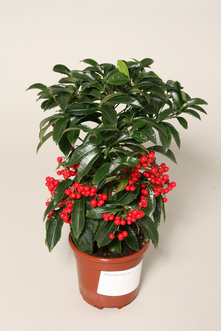 Ардизия crenata