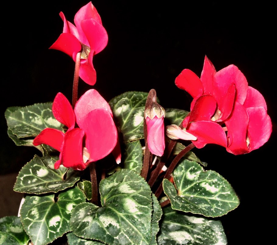 Цикламен Cyclamen "Red Fringed"