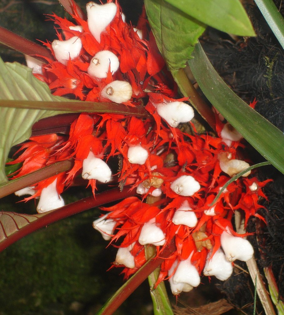 Paradrymonia Hypocyrta